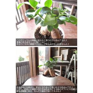 ガジュマル 多幸の木 3.5号鉢サイズ 鉢植え...の詳細画像3