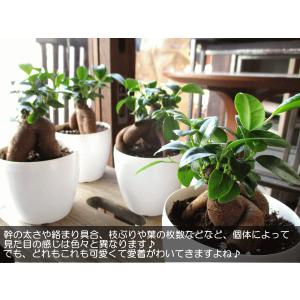 ガジュマル 多幸の木 3.5号鉢サイズ 鉢植え...の詳細画像5