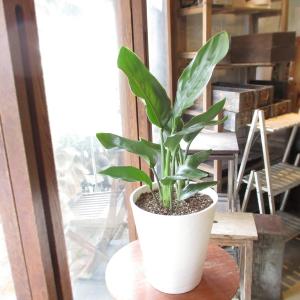 極楽鳥花の商品一覧 通販 Yahoo ショッピング