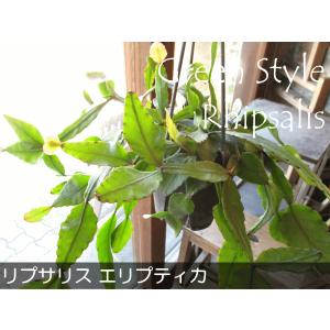 リプサリス エリプティカ 4号 吊り鉢 鉢植え...の詳細画像1