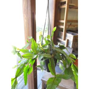 リプサリス エリプティカ 4号 吊り鉢 鉢植え...の詳細画像2