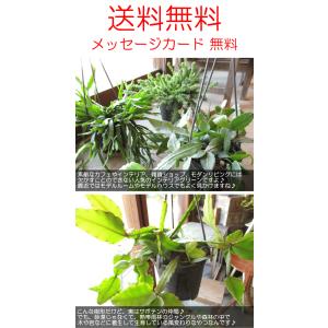 リプサリス エリプティカ 4号 吊り鉢 鉢植え...の詳細画像4