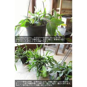 リプサリス エリプティカ 4号 吊り鉢 鉢植え...の詳細画像5