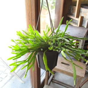 多肉植物 ハンギング リプサリス カスッサ 5号 1鉢 お届け中 Rhipsalis