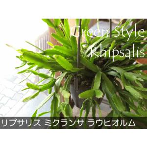 リプサリス ミクランサ ラウヒオルム 4号 吊...の詳細画像1