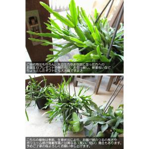 リプサリス ミクランサ ラウヒオルム 4号 吊...の詳細画像5