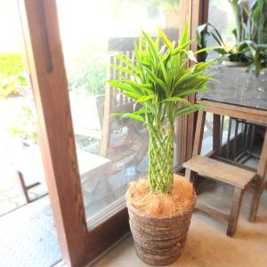 シェフレラ・ホンコン・カポック 7号 観葉植物 鉢植え 苗 インテリア