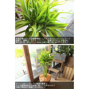 ミリオンバンブー ドラセナ サンデリアーナ 7...の詳細画像3
