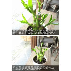 ミリオンバンブー ドラセナ サンデリアーナ 3...の詳細画像3