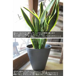 サンスベリア ローレンティー 8号鉢サイズ 黒...の詳細画像3