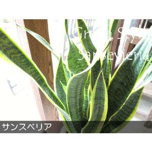 サンスベリア ローレンティー 8号鉢サイズ 白...の詳細画像1