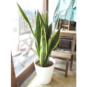 サンスベリア ローレンティー 8号鉢サイズ 白...の詳細画像2