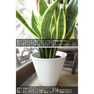 サンスベリア ローレンティー 8号鉢サイズ 白...の詳細画像3
