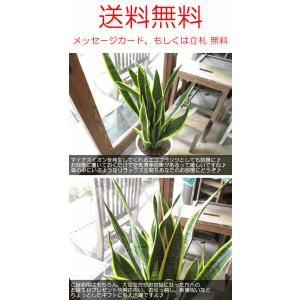 サンスベリア ローレンティー 8号鉢サイズ 白...の詳細画像4