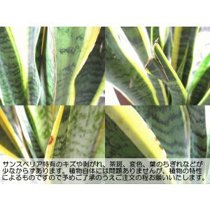 サンスベリア ローレンティー 8号鉢サイズ 白...の詳細画像5