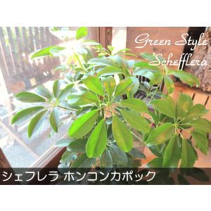 シェフレラ ホンコンカポック 6号鉢サイズ 鉢...の詳細画像1