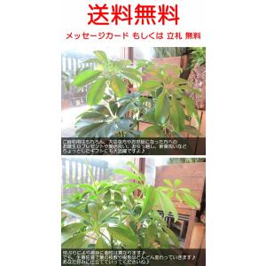 シェフレラ ホンコンカポック 6号鉢サイズ 鉢...の詳細画像4