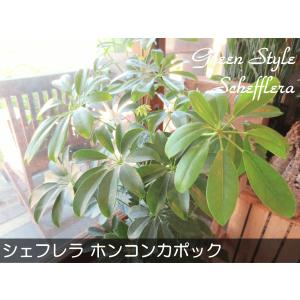 シェフレラ ホンコンカポック 7号鉢サイズ 鉢...の詳細画像1