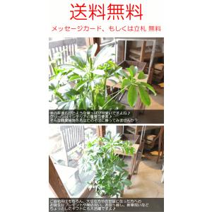 シェフレラ ホンコンカポック 8号鉢サイズ 白...の詳細画像4