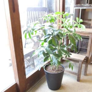 シェフレラ ホンコンカポック 8号鉢サイズ 白色 セラアート鉢