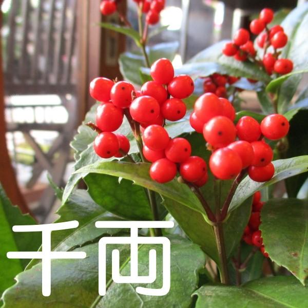 大実千両 赤実 実付き 5号鉢サイズ 鉢植え　観葉植物 ミニ プレゼント ギフト お誕生日 開店祝い...