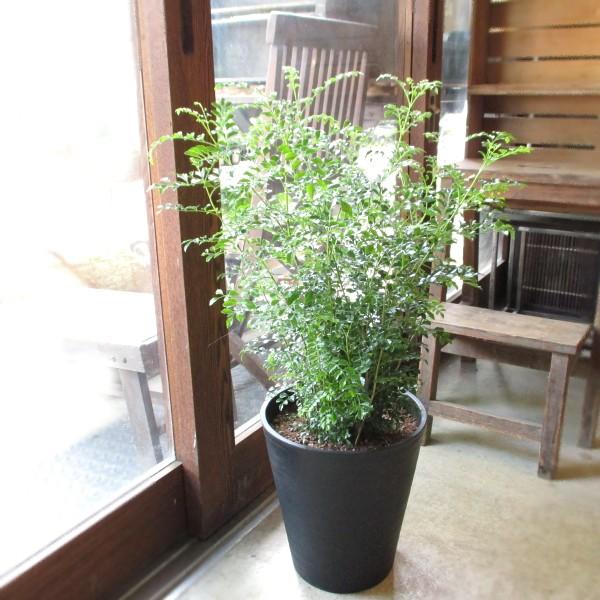 シマトネリコ 8号鉢サイズ 黒色 セラアート鉢 鉢植え 薫る花 庭木 シンボルツリー 常緑樹 ブラッ...