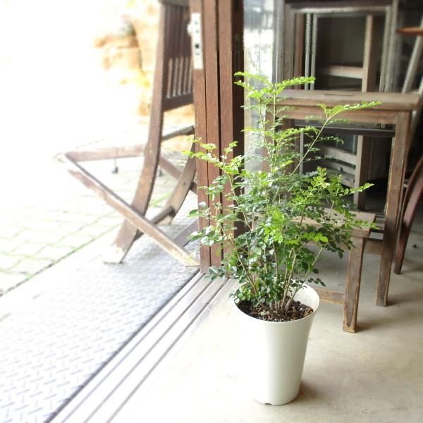 シマトネリコ 6号鉢サイズ 鉢植え 薫る花 庭木 シンボルツリー 常緑樹 中型 小型 観葉植物 おし...