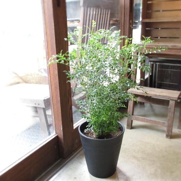 シマトネリコ 7号鉢サイズ 黒色 セラアート鉢 鉢植え 薫る花 庭木 シンボルツリー 常緑樹 ブラッ...