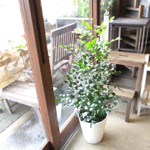 シルクジャスミン 月橘 ゲッキツ 8号鉢サイズ 白色 セラアート鉢 鉢植え 白いお花と甘い香り 薫る...