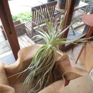 エアープランツ ストラミネア Xlサイズ エアプランツ プレゼント ギフト 贈り物 お誕生日 チランジア インテリアグリーン 観葉植物 種類 容器 壁掛け Straminea 01 薫る花 通販 Yahoo ショッピング