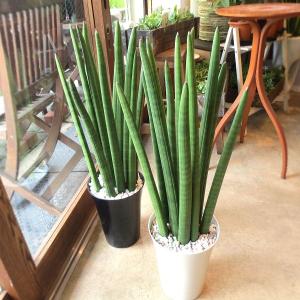 サンセベリアの商品一覧 通販 Yahoo ショッピング