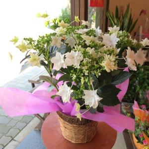 アジサイ「墨田の花火(すみだの花火)」5号鉢サイズ 鉢植え ...