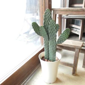 人工観葉植物柱サボテン 弁慶柱 : 京都フラワーサービス - 通販