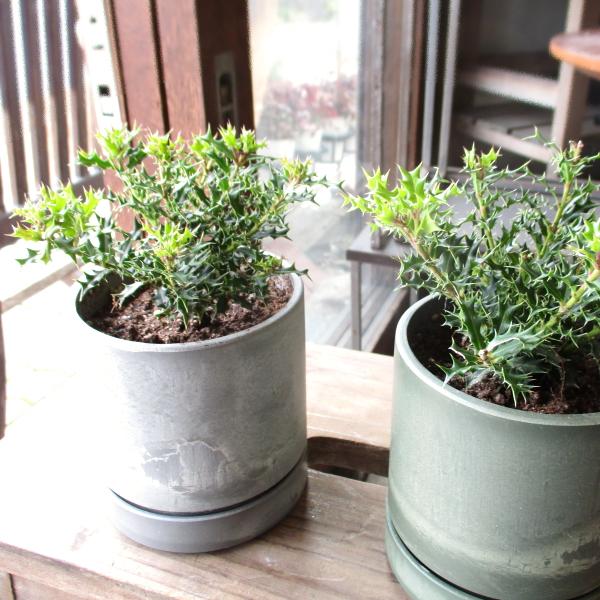 姫ヒイラギ 鉢色選べる シリンドリカルポット 3.5号鉢サイズ 鉢植え 魔除けの木 厄除けの木 ヒメ...