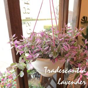 トラデスカンチア ラベンダー 6号吊鉢 鉢植え ...の商品画像