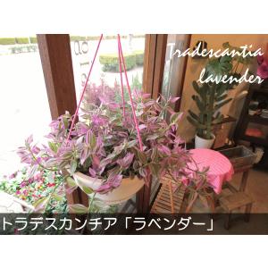 トラデスカンチア ラベンダー 6号吊鉢 鉢植え...の詳細画像1