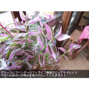 トラデスカンチア ラベンダー 6号吊鉢 鉢植え...の詳細画像3