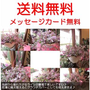 トラデスカンチア ラベンダー 6号吊鉢 鉢植え...の詳細画像4