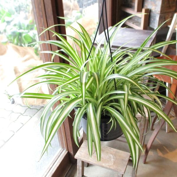 オリヅルラン 折鶴蘭 5号吊り鉢 鉢植え オリズルラン 吊り下げ ぶら下げ 壁掛け 薫る花 庭木 観...