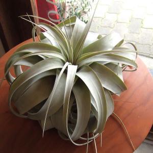 薫る花 エアープランツ Yahoo ショッピング