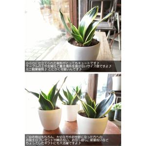 サンスベリア ハニー 3.5号鉢サイズ 鉢植え...の詳細画像4
