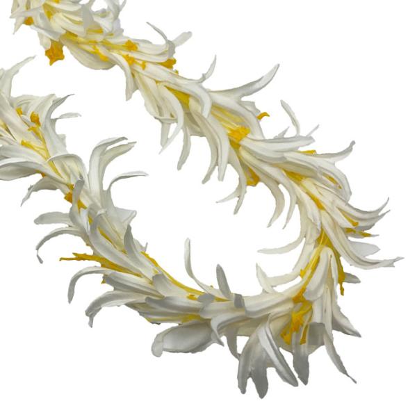 スパイダーリリーロングレイ　ホワイト (少し色合いが変わりました。めしべの芯は黄色)FL152