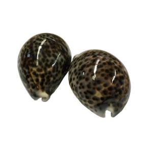 タイガーカウリーシェル Lサイズ　約8.5cm以上/品番TKS02