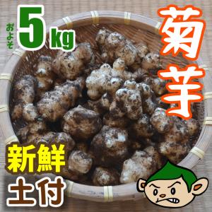 菊芋 土つき 生 5kg 小田原産 無農薬 キクイモ サイズミックス 健康食材 きくいも