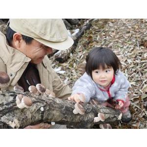 露地栽培 完全無農薬 こだわりの原木椎茸 お得! 無選別 大小混合 1kg