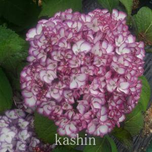 ウズアジサイの商品一覧 通販 Yahoo ショッピング