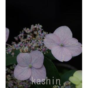 ウツギの花 花 ガーデニング の商品一覧 通販 Yahoo ショッピング