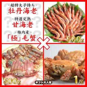 海鮮３種詰め合わせセット　（特大牡丹海老500g+完熟甘海老500g+稚内毛蟹1尾）｜kassai