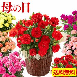 【使わない】 母の日 花 カーネーション ( 2022 花鉢 鉢植え 生花 花束 プレゼント  ギフト 70代 80代 義母 60代 ギフトランキング ) 鉢花 4号 セット