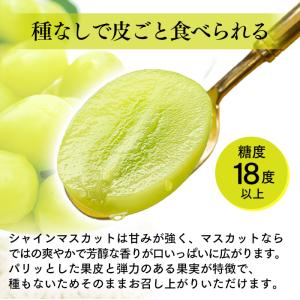 敬老の日 シャインマスカット フルーツ 果物 ...の詳細画像5